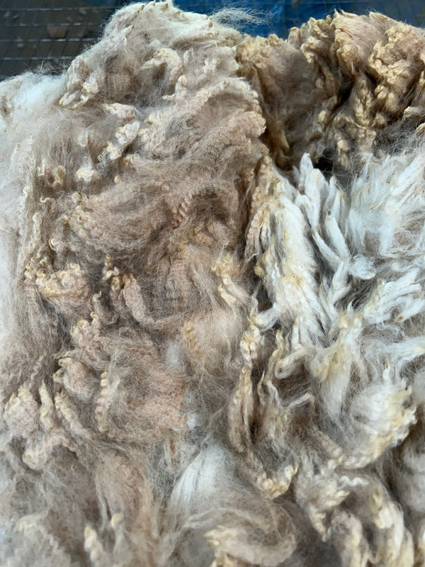 Light Fawn Alpaca Fleece - Maize24