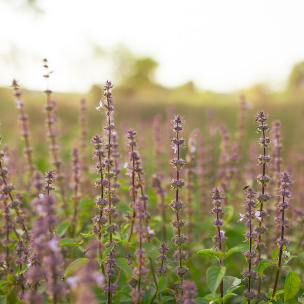 Organic Rama Tulsi Seeds