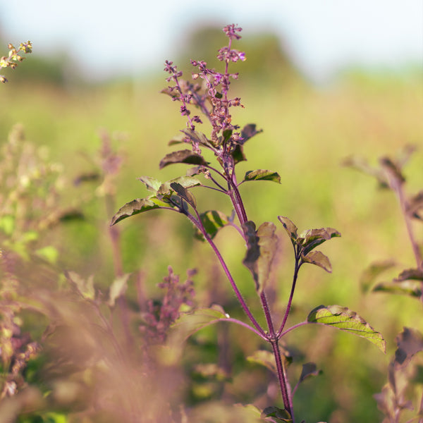 Organic Krishna Tulsi Seeds