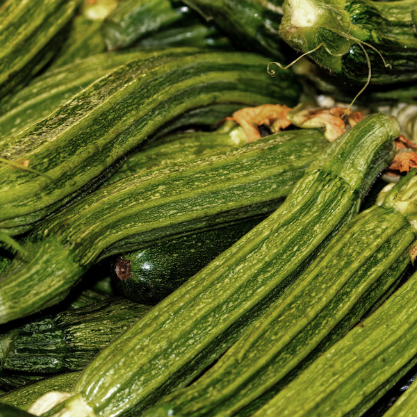 Organic Zucchini Seeds