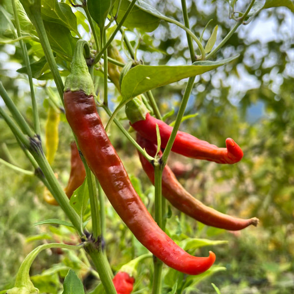 Organic Cayenne Pepper Seeds