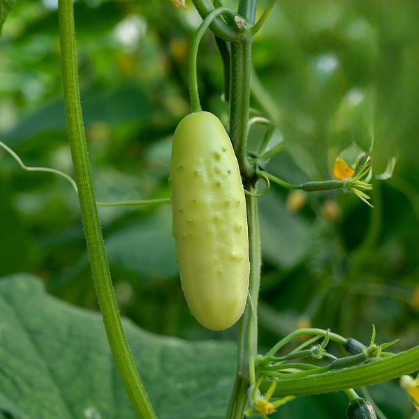 Organic Cucumber Seeds