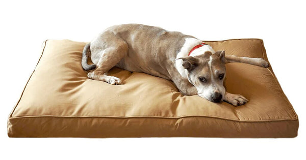 Additional 150 Days Chew Proof Bed Insurance Per Bed (350 Days Total)