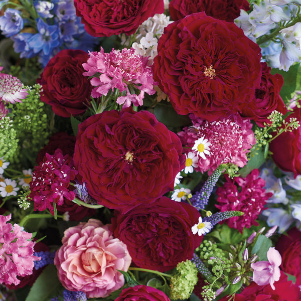 Tess by David Austin Roses