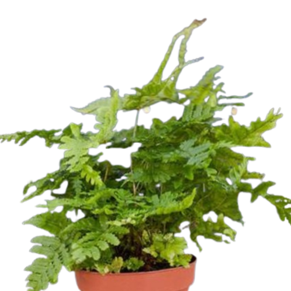 'Autumn' Fern - 4" Pot - NURSERY POT ONLY