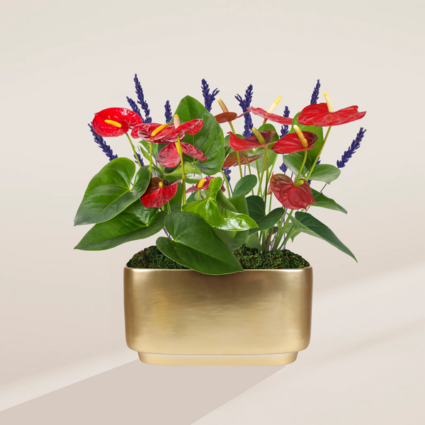 Red Anthurium & Lavender Centerpiece