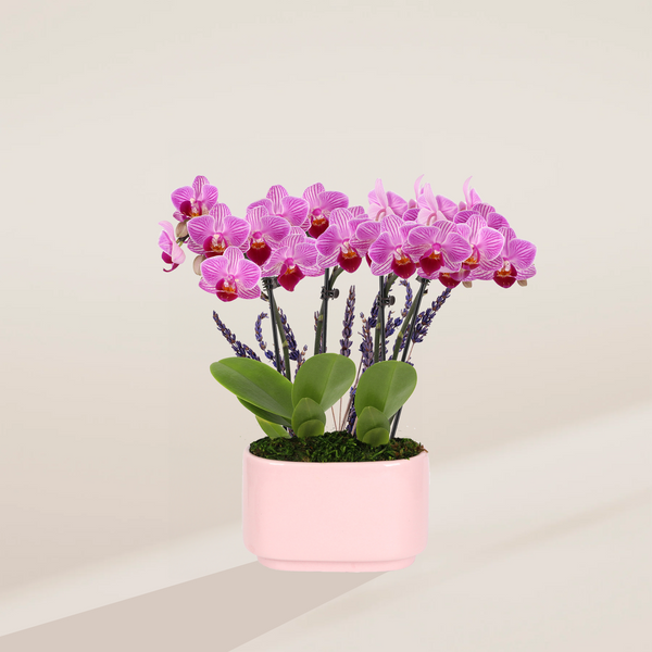 Pink Orchid & Lavender Centerpiece