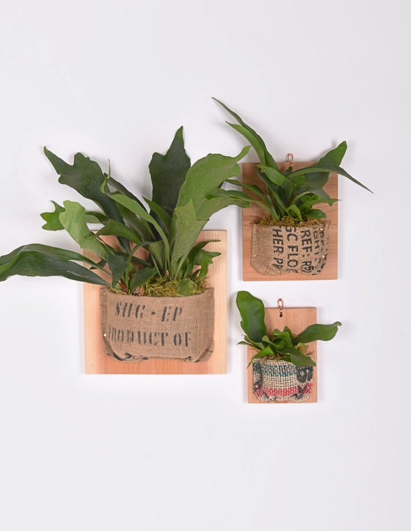 Mounted Staghorn Fern in Vintage Print Burlap
