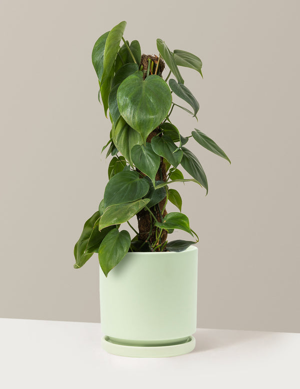 The Plant Mom Gift District