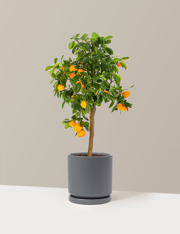 Calamondin Orange Bush