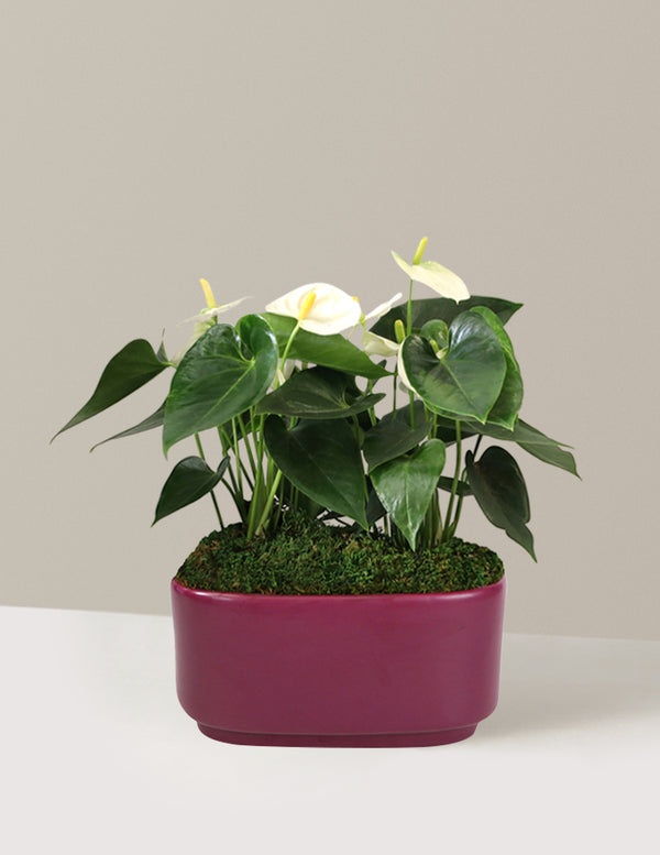 Large Double Anthurium