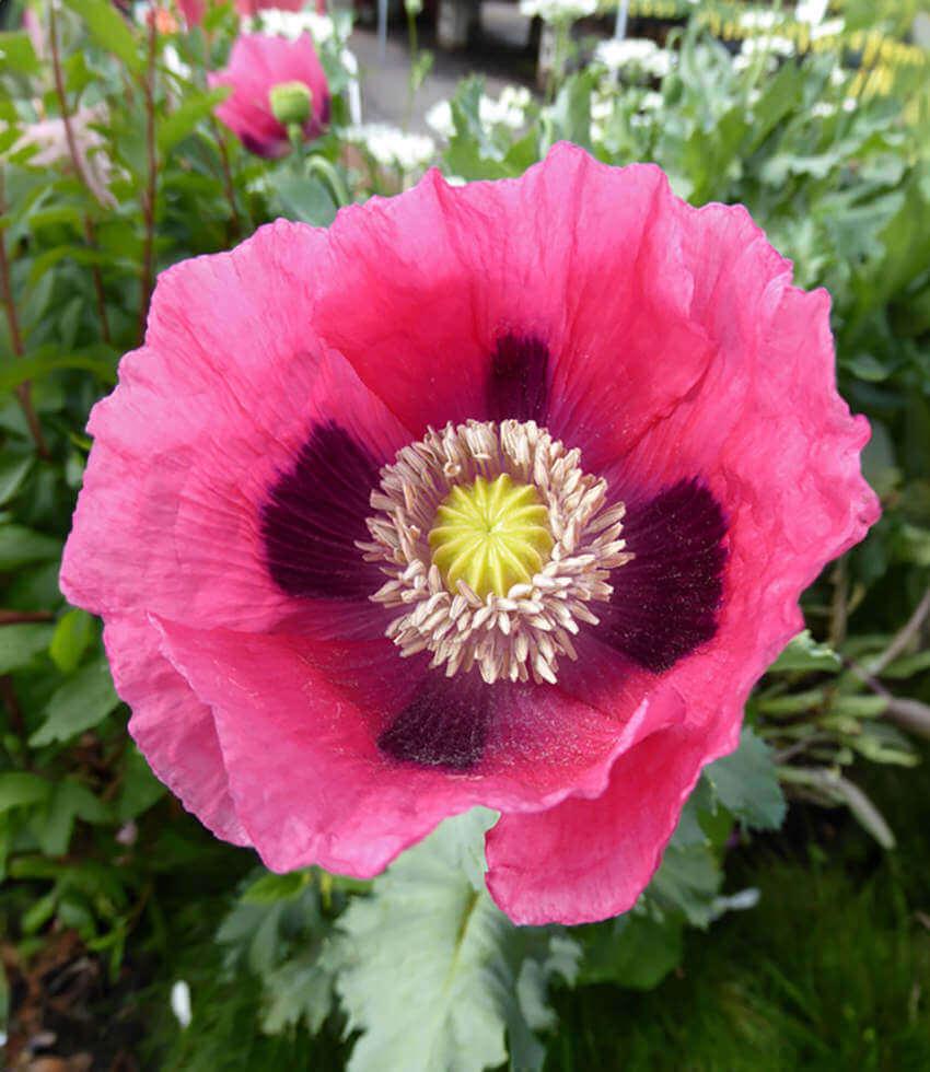 Papaver hybridum - Cupcake