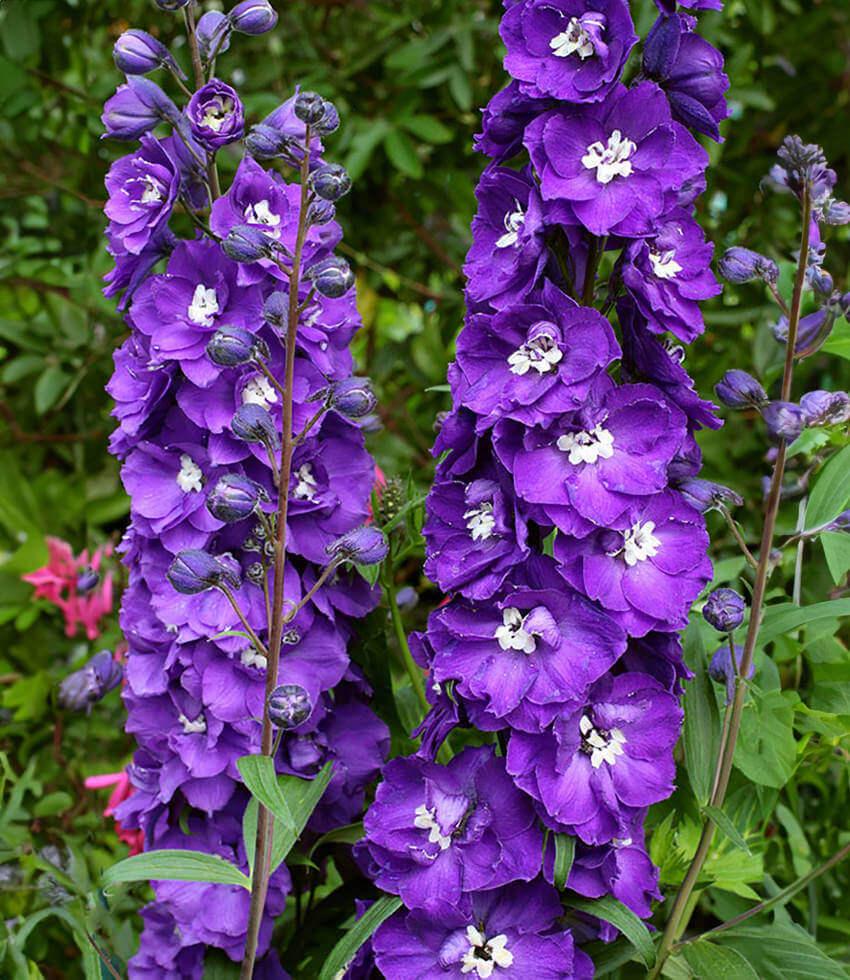 Delphinium elatum - Purple Passion
