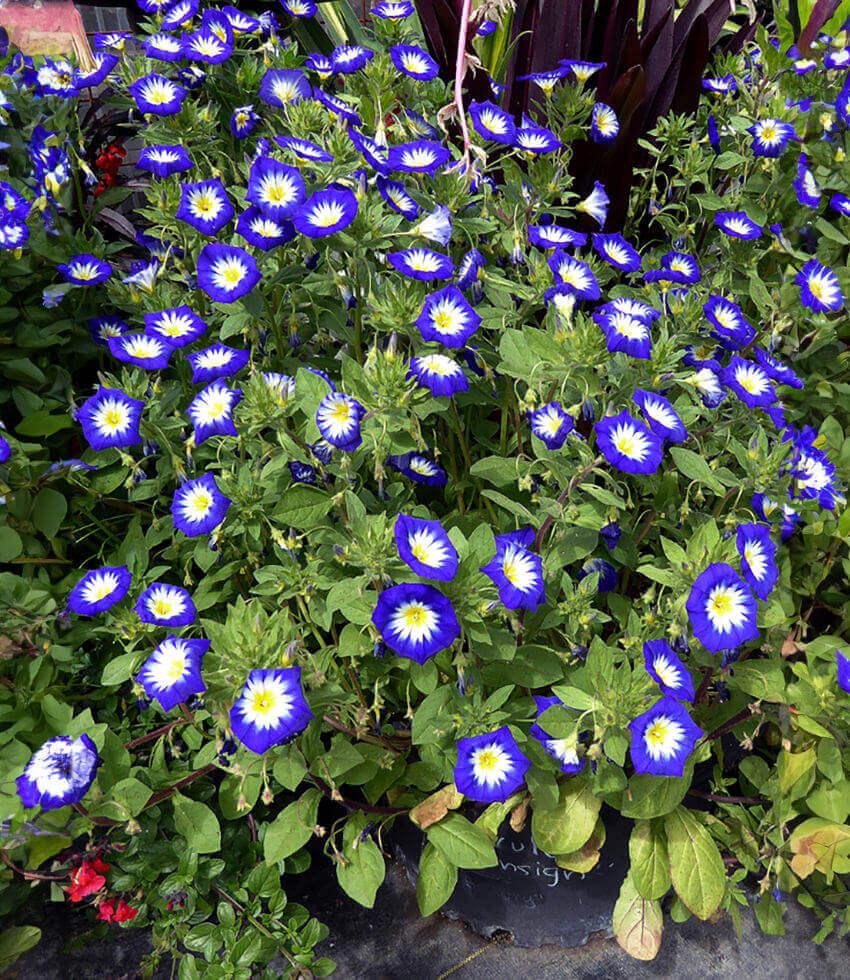 Convolvulus tricolor - Blue Ensign