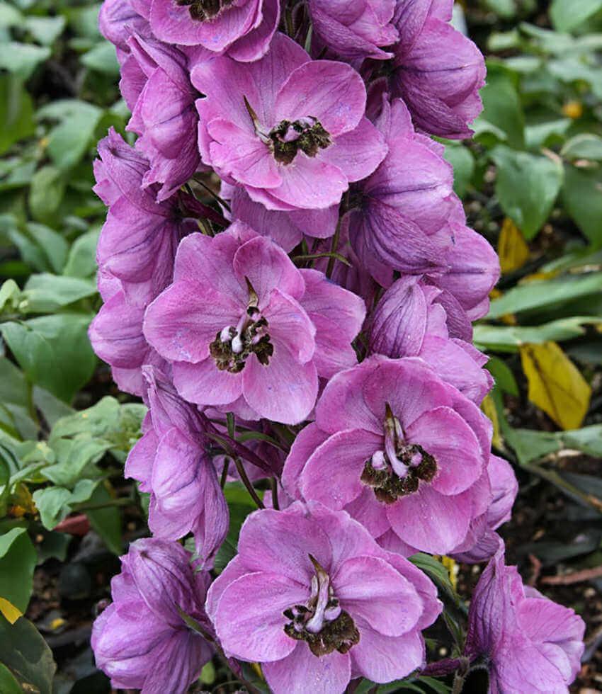Delphinium elatum - Dusky Maidens