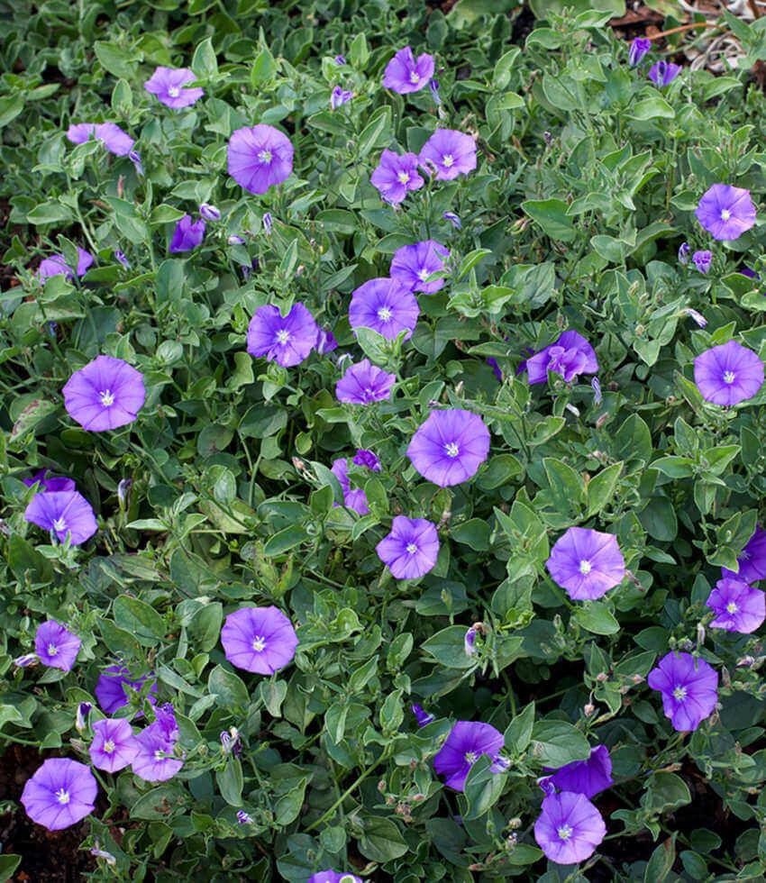 Convolvulus sabatius