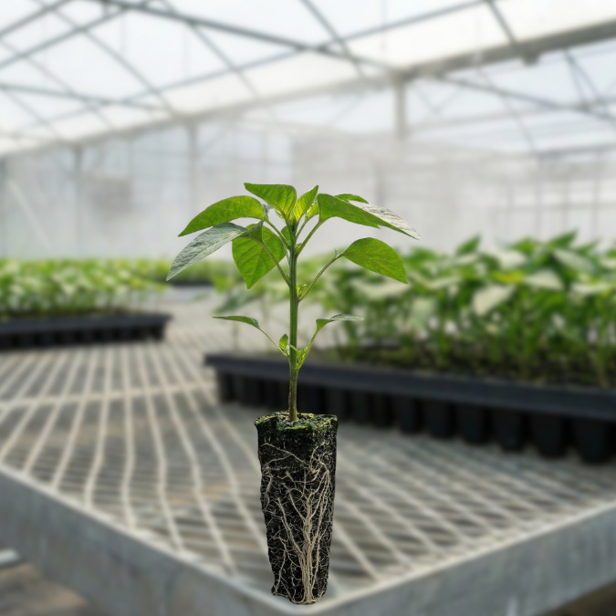 Hossinator Yellow Bell Pepper Plugs