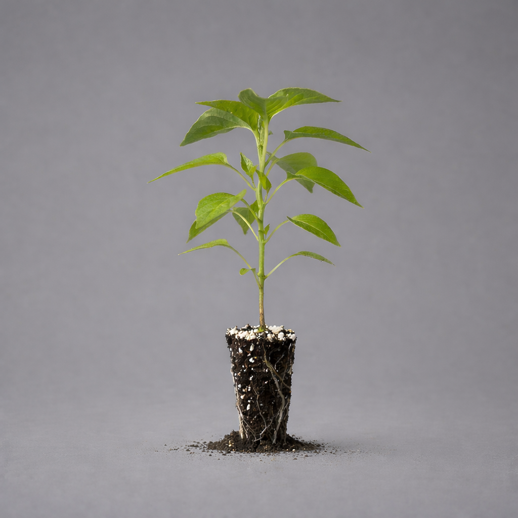 Hossinator Bell Pepper Plugs