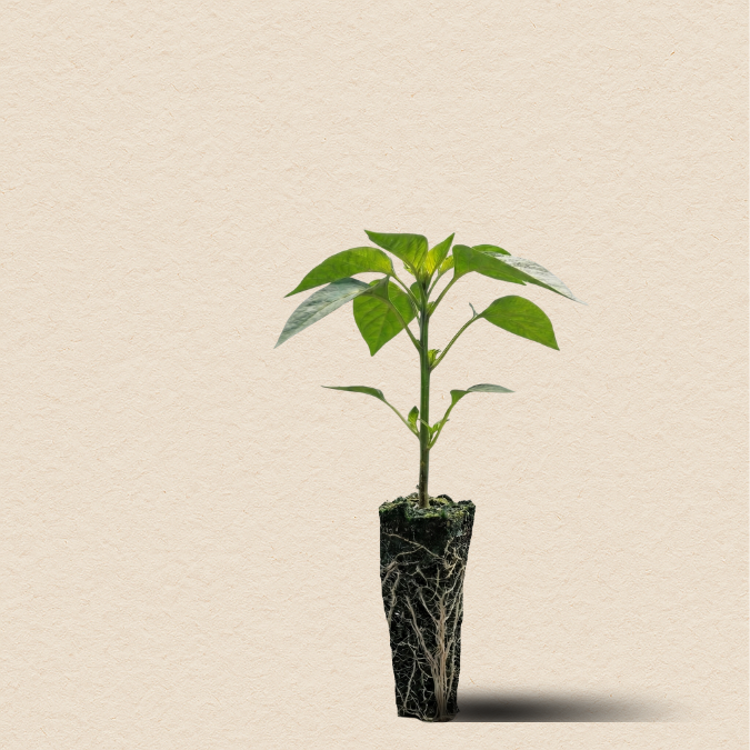 Hossinator Orange Bell Pepper Plugs