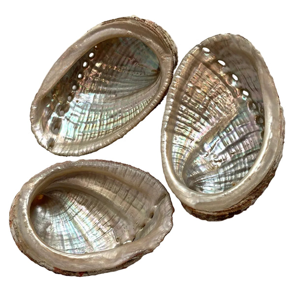Abalone Shell