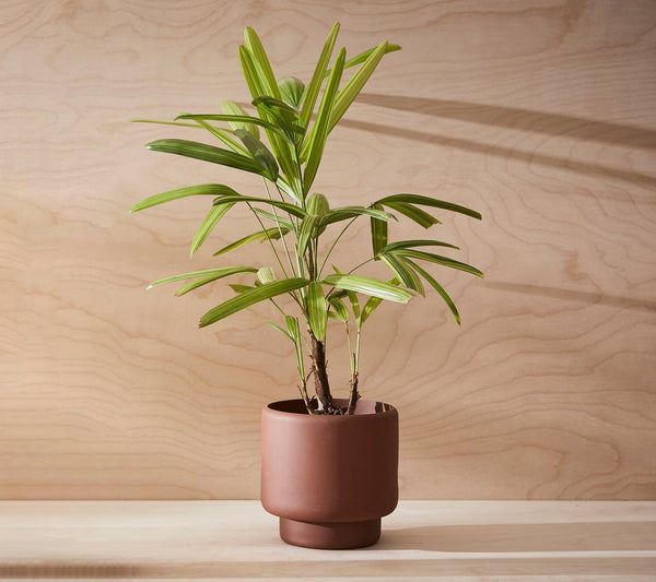 Aaron Probyn US - BOTANY porcelain plant pot MEDIUM: Dark Terracotta