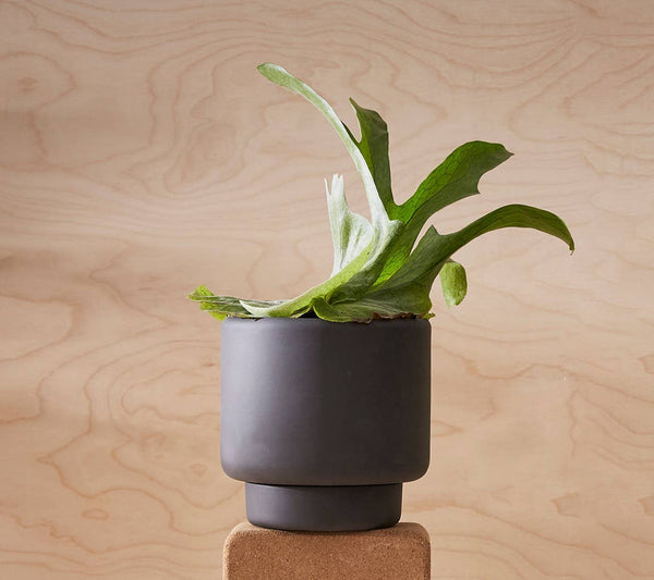 Aaron Probyn US - BOTANY porcelain plant pot MEDIUM: Graphite Black