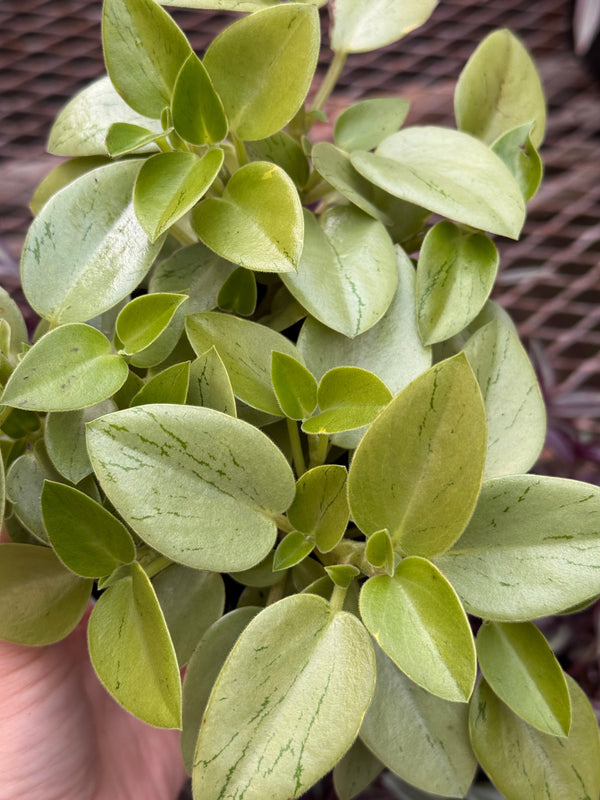 Peperomia 'Pixie Lime’
