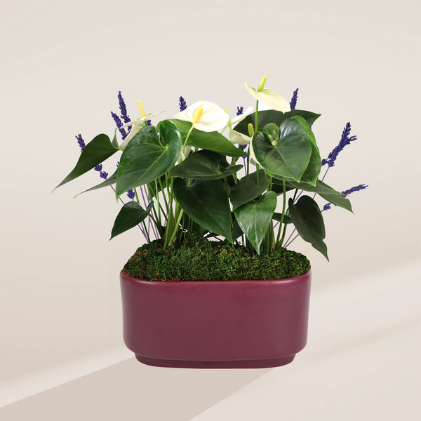 White Anthurium & Lavender Centerpiece