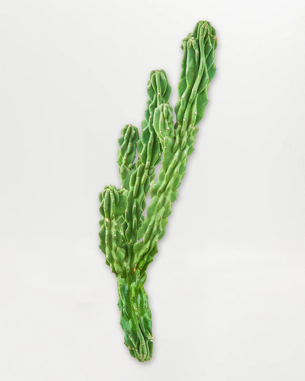 Monstrose Cactus