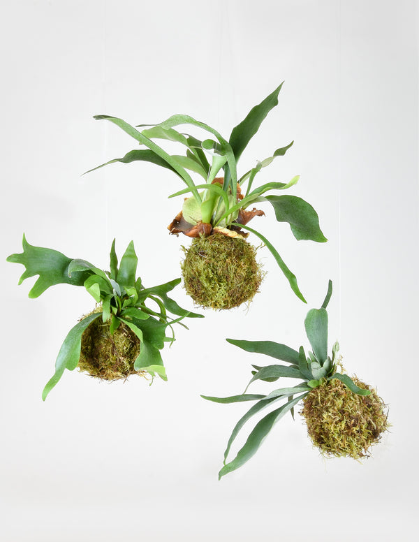 Staghorn Fern Kokedama