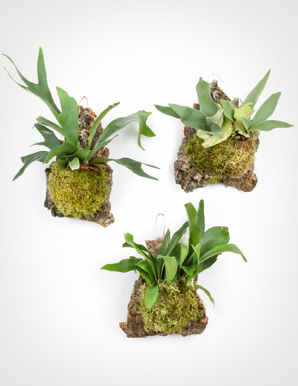 Staghorn Fern Cork Mount