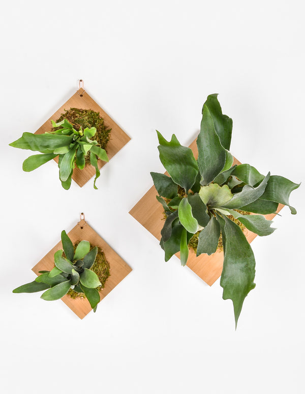 Staghorn Fern Plaque