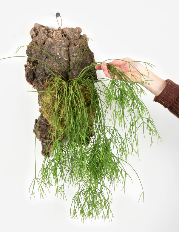 Jungle Cactus Cork Mount