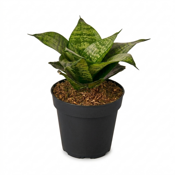 Snake Plant Black Robusta