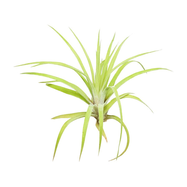 Tillandsia Air Plant Veluntina