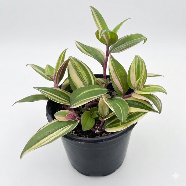 Tradescantia 'Tricolor'