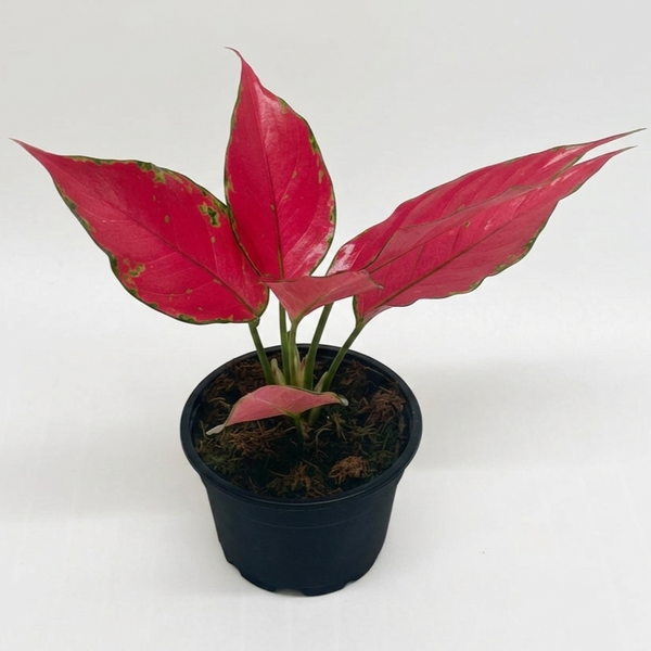 Chinese Evergreen 'Ruby Garuda'