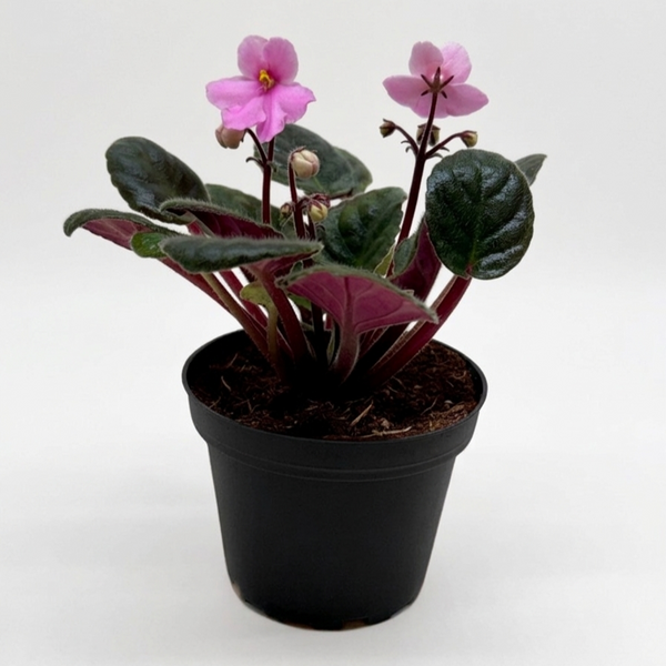 African Violet 'Pink'