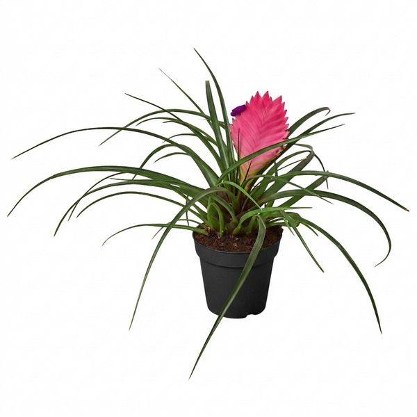 Bromeliad Cyanea 'Pink Quill'