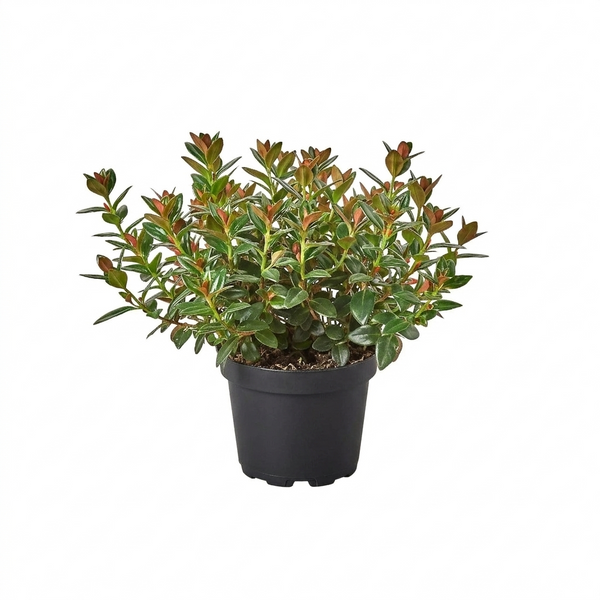 Nematanthus Black Goldfish Plant