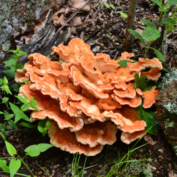 2026 Intermediate Fungi Class - August 29