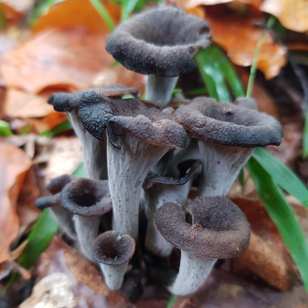 2026 Intermediate Fungi Class - August 15